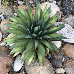 an agave plant in a rocky area