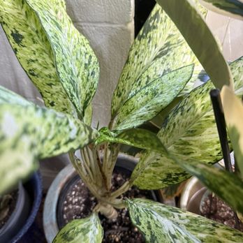 Forever Plants Plus - Nurseries & Gardening Near Me - Seaside, California