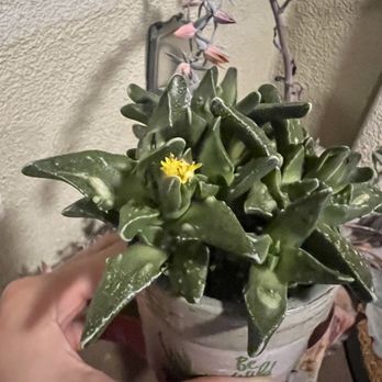 The Painted Garden - Tigers Jaw, if you take care of them at home they will sprout - Home & Garden Near Me - Temecula, California