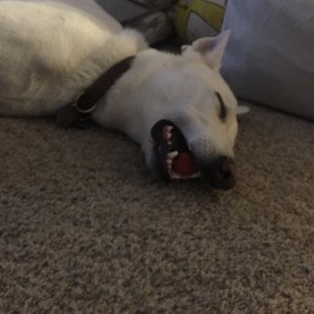 Digstown Doggie Day Care, Lodge, and Spaw - After daycare. Thanks for keeping him safe and tired!! - Pet Groomers Near Me - Denver, Colorado Digstown Doggie Day Care, Lodge, and Spaw - After daycare. Thanks for keeping him safe and tired!! - Pet Groomers Near Me - Denver, Colorado