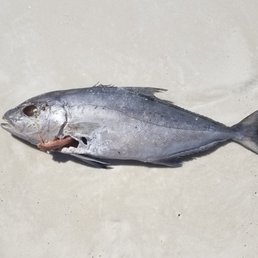 I don't think this fish is going to make it. I don't think this fish is going to make it.