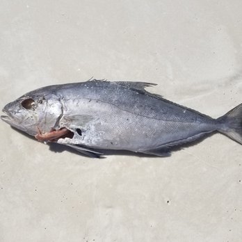Pensacola Beach - I don't think this fish is going to make it. - Beaches Near Me - Pensacola Beach, Florida Pensacola Beach - I don't think this fish is going to make it. - Beaches Near Me - Pensacola Beach, Florida