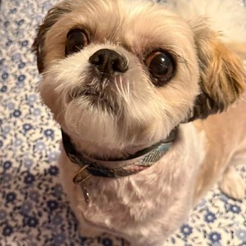 Zoomin Groomin - To his eyes amazes me all the time - Pet Groomers Near Me Zoomin Groomin - To his eyes amazes me all the time - Pet Groomers Near Me