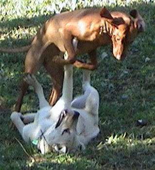 Canine Athletic Club - pet boarding facility in Greenwich, CT