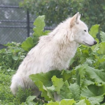 Phillips Park Zoo - Wolf - Zoos Near Me - Aurora, Illinois