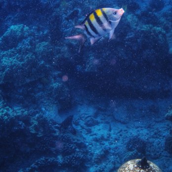 Calypso Charters - Snorkeling Near Me - Wailuku, Hawaii