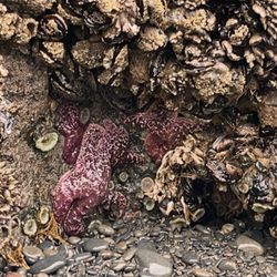 Ruby Beach - Sea stars!