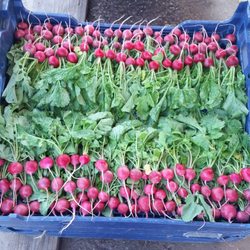 Chesapeake Bay Foundation Clagett Farm - Radishes AND their greens--who knew I would like both parts? From Clagett Farm CSA