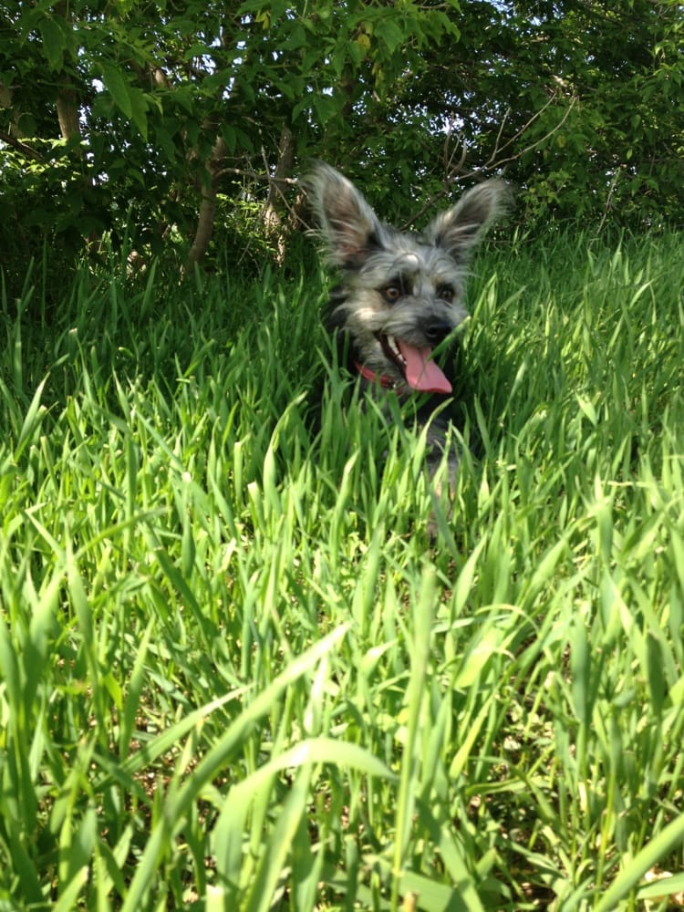 DAKOTA BARK PARK Updated September 2024 705 Hwy 83 Bypass, Minot, North Dakota Dog Parks