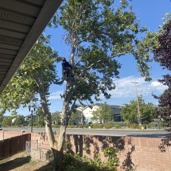 Thrive Landscape Services - A worker is seen climbing a large tree in a residential neighborhood, equipped with safety gear. The scene includes houses, a brick wall, and a clear blue sky, indicating a sunny day. The tree has green leaves, and the worker appears to be performing maintenance or trimming. - Tree Services Near Me
