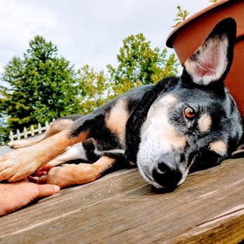 Mindful Pet Sitting - Pet Sitting Near Me Mindful Pet Sitting - Pet Sitting Near Me