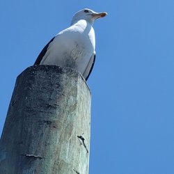 Windfish Private Tours and Fishing Charters