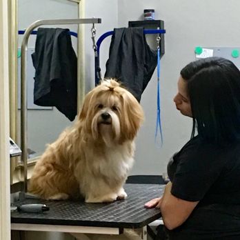 Barking Beauties Mobile Salon - Henry likes to be told he's beautiful while getting groomed, lol - Pet Groomers Near Me Barking Beauties Mobile Salon - Henry likes to be told he's beautiful while getting groomed, lol - Pet Groomers Near Me