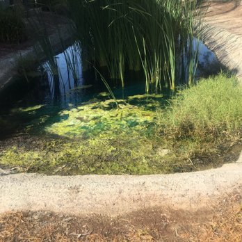 Edgewater Isle Apartments & Townhomes - Moss in the pond that was there for the 11 months I lived here! - Apartments Near Me - Hanford, California