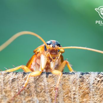 Pelican Pest Control - Pest Control Near Me - Baton Rouge, Louisiana Pelican Pest Control - Pest Control Near Me - Baton Rouge, Louisiana