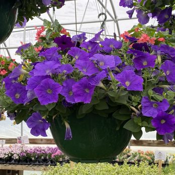 Tuttle Orchards - Closeup of hanging basket - Fruits & Veggies Near Me - Greenfield, Indiana