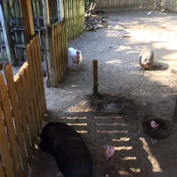 Earth N Us Farm - Domestic pigs - Community Service/Non-Profit Near Me - Miami, Florida Earth N Us Farm - Domestic pigs - Community Service/Non-Profit Near Me - Miami, Florida