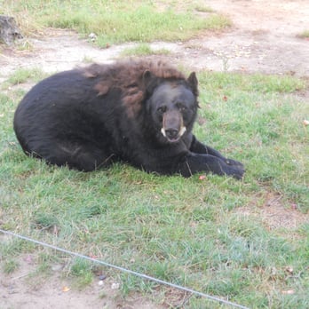 Oswald's Bear Ranch - I think this baby is molting???? - Zoos Near Me - Newberry, Michigan