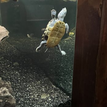 Cypress Gardens - Cute little turtle... - Parks Near Me - Moncks Corner, South Carolina