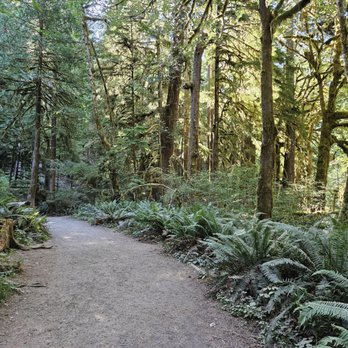 Marymere Falls - Flat pathway at the beginning of the hike - Hiking Near Me - Port Angeles, Washington Marymere Falls - Flat pathway at the beginning of the hike - Hiking Near Me - Port Angeles, Washington