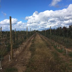 Lagoner Farms - New plantings
