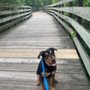 Photo of Foster Pet Outreach
