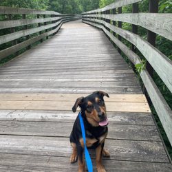 Foster Pet Outreach