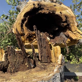 Tiger Tree Services - Tree Services Near Me Tiger Tree Services - Tree Services Near Me