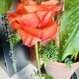 A great local flower shop. Great owners and the best place to go for all your floral needs.