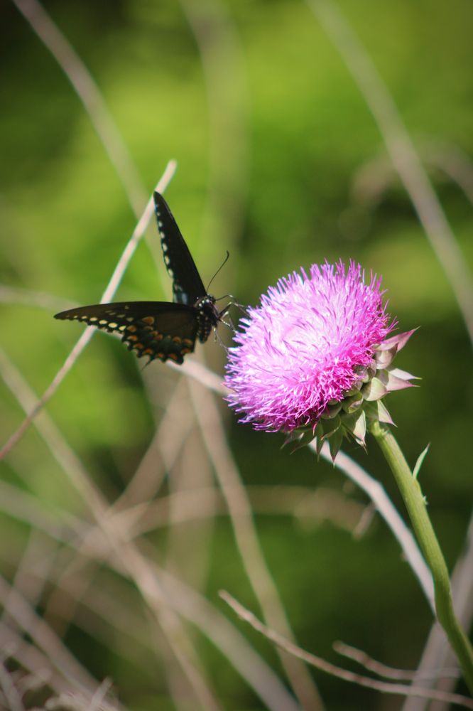 Social spots from Sandy Bottom Nature Park