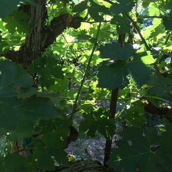 The Terraces - Wineries Near Me - Rutherford, California