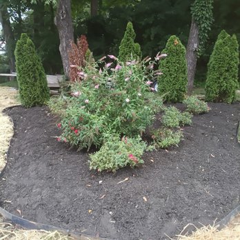 Nashville Yardscapes - The Juniper I mentioned. - Landscaping Near Me
