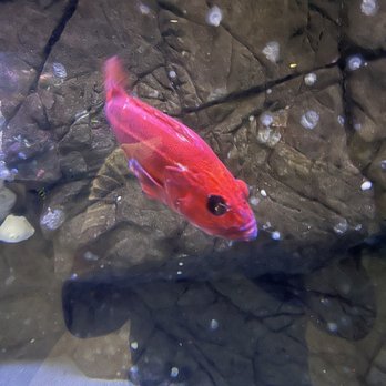 Shaw Centre for the Salish Sea - Leon the one eyed fish - Aquariums Near Me - Sidney, British Columbia