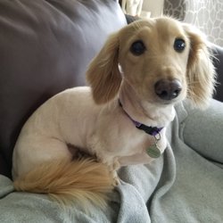 Divine Doggie Daycare Pet Sitting Services - Luna