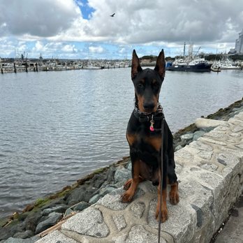Elevated Canine Academy - Pet Training Near Me