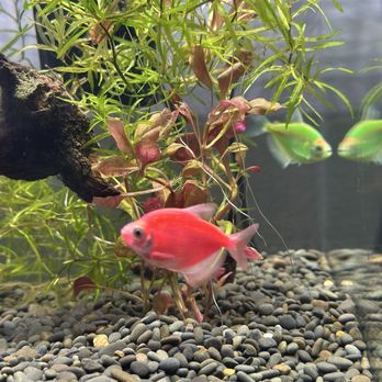 8888 Tropical Fish - Local Fish Stores Near Me - Westminster, California