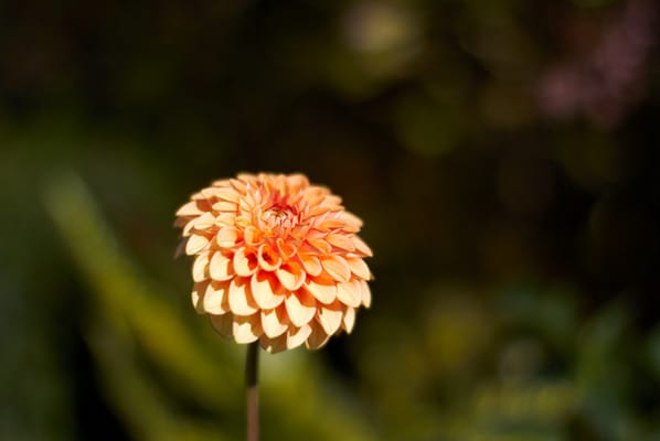 C & S Nursery by null