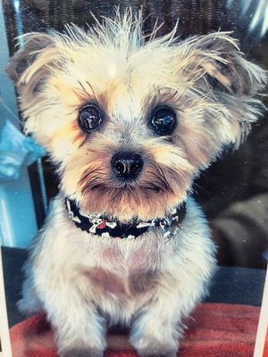 Full Groom - A Full Groom includes, Bathe, Brush, Nails, Ears, Glands, Sani Cut, & Haircut Full Groom - A Full Groom includes, Bathe, Brush, Nails, Ears, Glands, Sani Cut, & Haircut