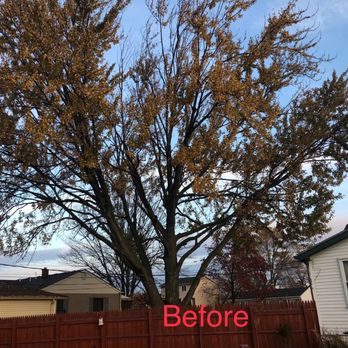 Live Oak Tree - Tree Services Near Me - Fraser, Michigan Live Oak Tree - Tree Services Near Me - Fraser, Michigan