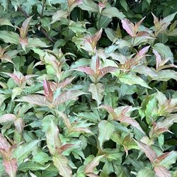 SavATree Troy - One of the many shrubs in my yard - got info trimming etc.