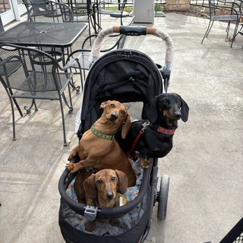Pecos Flavors Winery + Bistro - The dogs!! - Wineries Near Me - Roswell, New Mexico