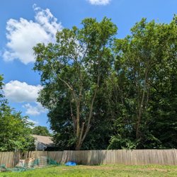 Pine Tree Tree Service - After - fallen branches cleared and trees trimmed