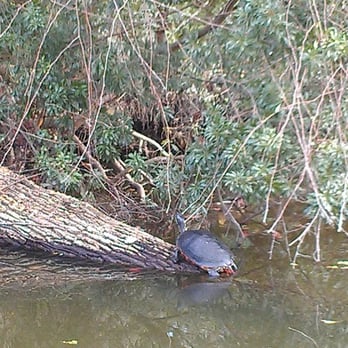 Premier Boat Tours - A soft-shelled turtle - Boat Tours Near Me - Mount Dora, Florida Premier Boat Tours - A soft-shelled turtle - Boat Tours Near Me - Mount Dora, Florida