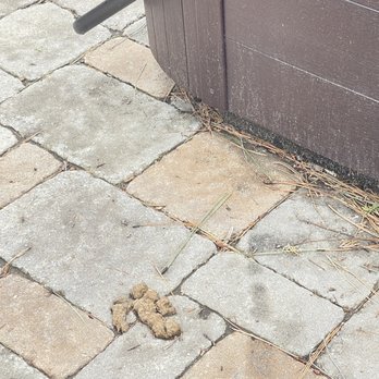 Big Bear Getaway - Dog feces by hot tub - Vacation Rentals Near Me - Big Bear City, California