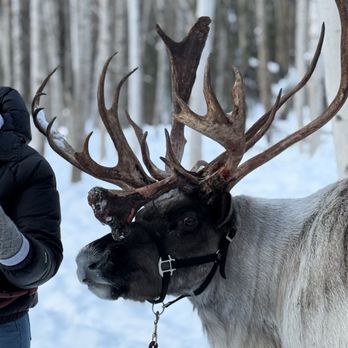 Running Reindeer Ranch - Walking Tours Near Me - Fairbanks, Alaska