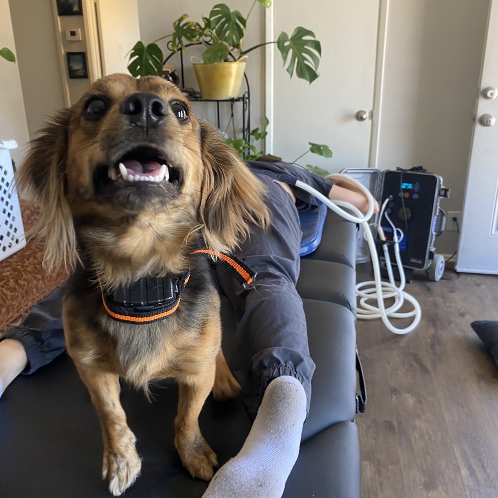 Triple A Therapy - The dogs always want some PEMF lovin as well - Alternative Medicine Near Me Triple A Therapy - The dogs always want some PEMF lovin as well - Alternative Medicine Near Me
