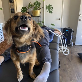 Triple A Therapy - The dogs always want some PEMF lovin as well - Alternative Medicine Near Me