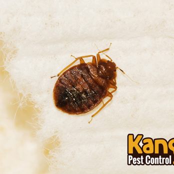 Kanga Pest Control - Pest Control Near Me - Canby, Oregon Kanga Pest Control - Pest Control Near Me - Canby, Oregon