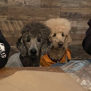 Shred Beer Company - They allow dogs. Mine were only 2 of the 5 there. - Breweries Near Me - Rocklin, California Shred Beer Company - They allow dogs. Mine were only 2 of the 5 there. - Breweries Near Me - Rocklin, California