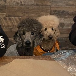 Shred Beer Company - They allow dogs. Mine were only 2 of the 5 there.